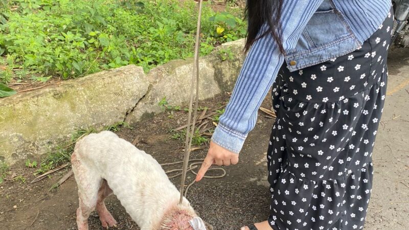 Cão abandonado amordaçado é resgatado em Volta Redonda