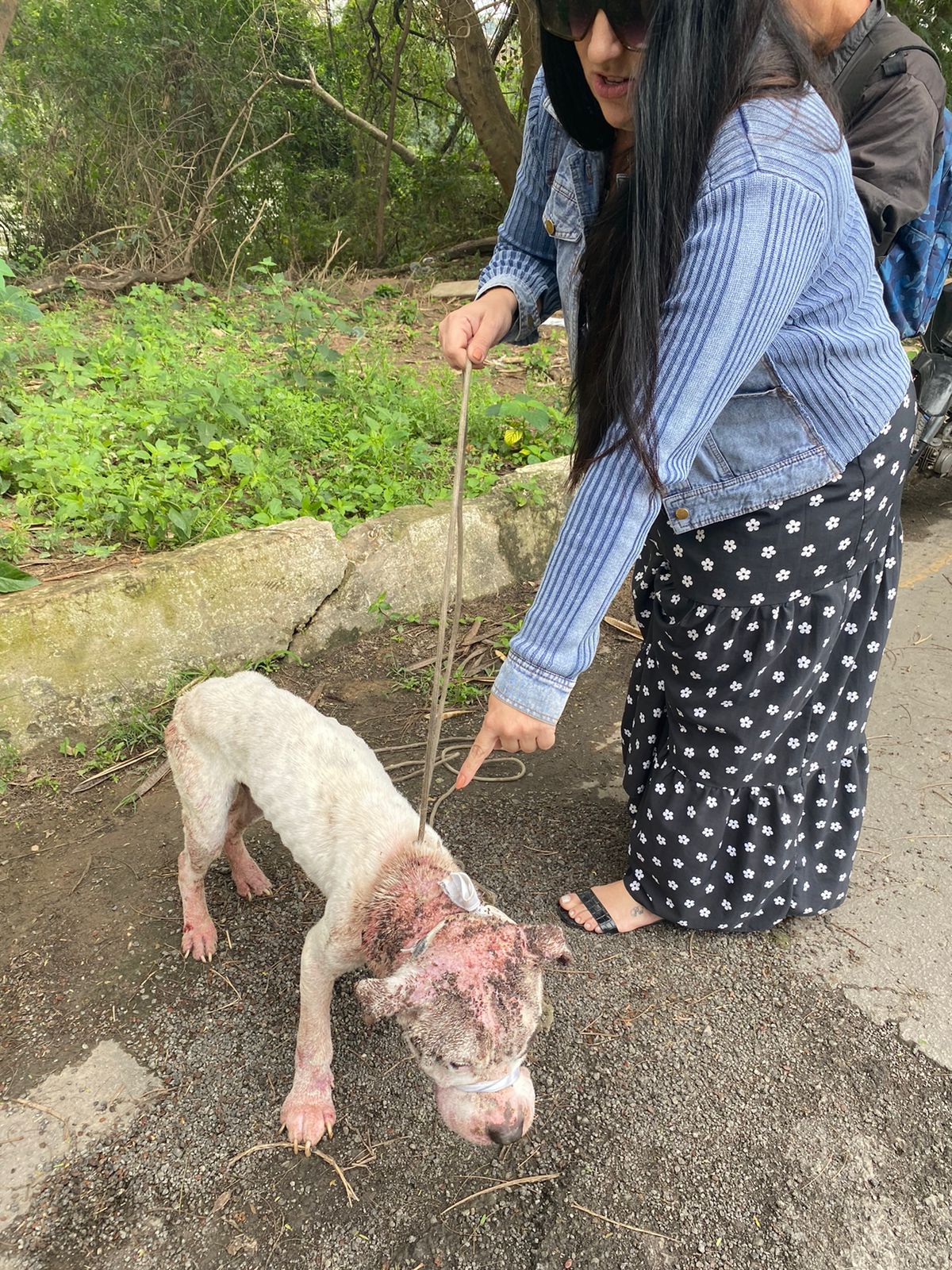 Cão abandonado amordaçado é resgatado em Volta Redonda